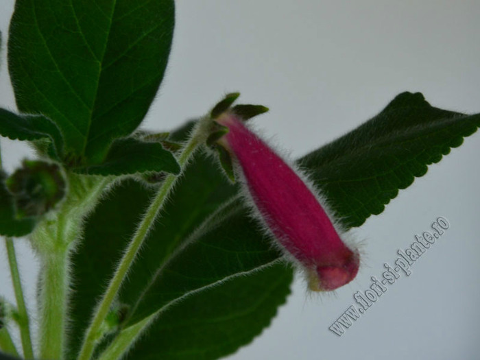 Kohleria Yfs Leah; 2012
