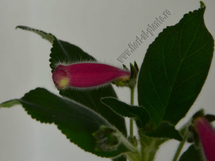 Kohleria Yfs Leah; 2012
