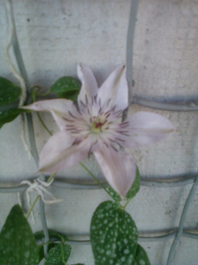 20 iunie 2012-flori 050 - clematite