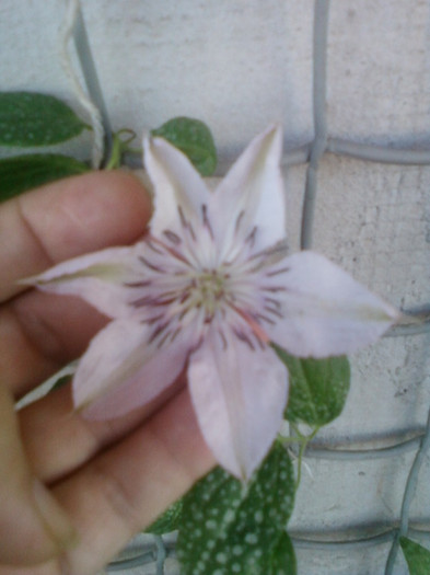 clematis roz-dr ruppel - clematite