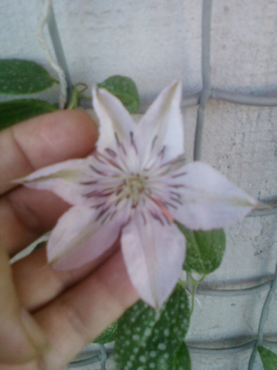 clematis roz-dr ruppel