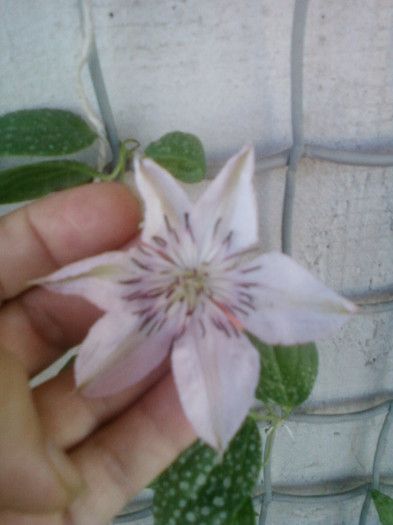 20 iunie 2012-flori 053 - clematite