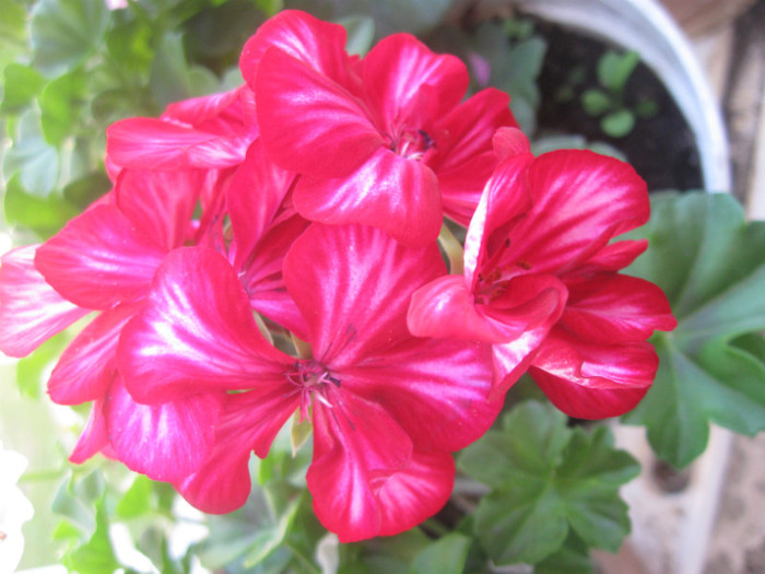 IMG_4252 - Alte flori