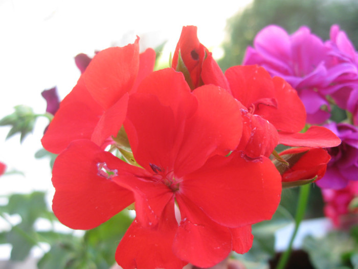 IMG_4257 - Alte flori