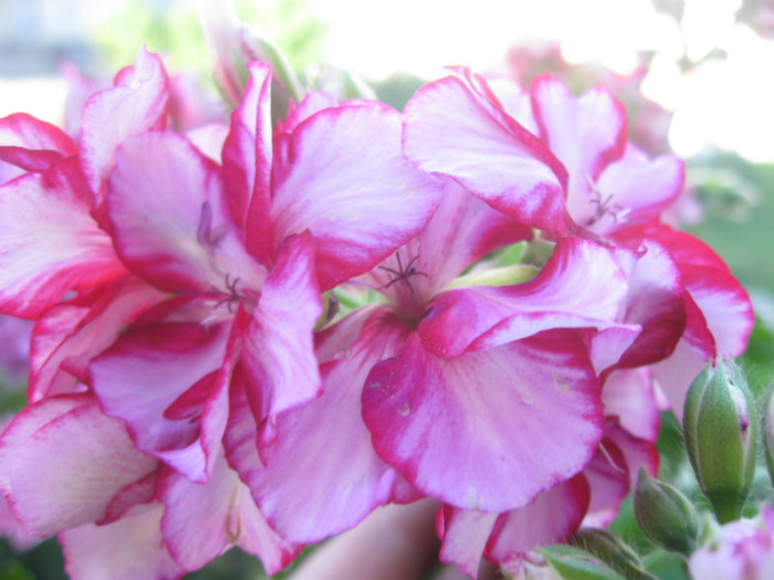 IMG_4258 - Alte flori