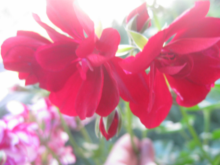 IMG_4259 - Alte flori