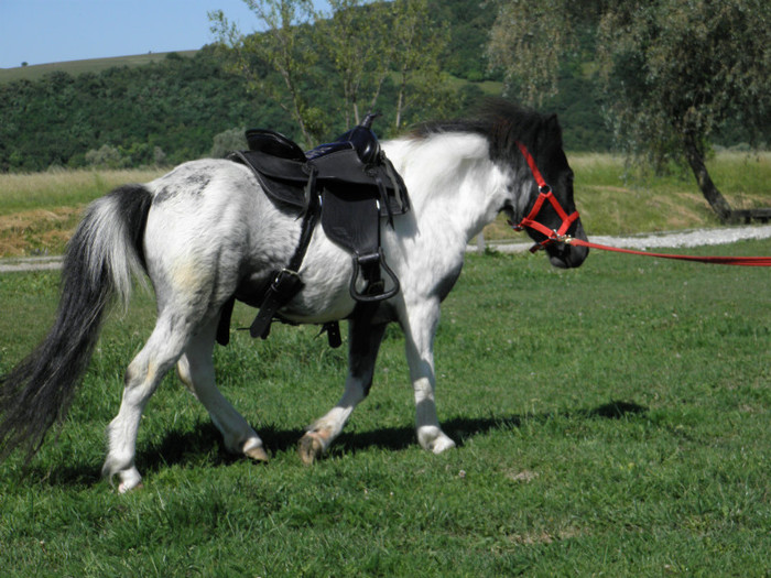 poza 047