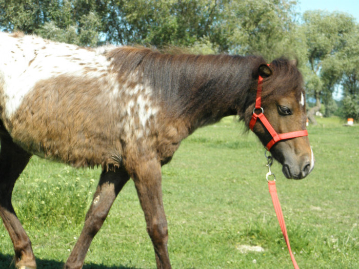 poza 093
