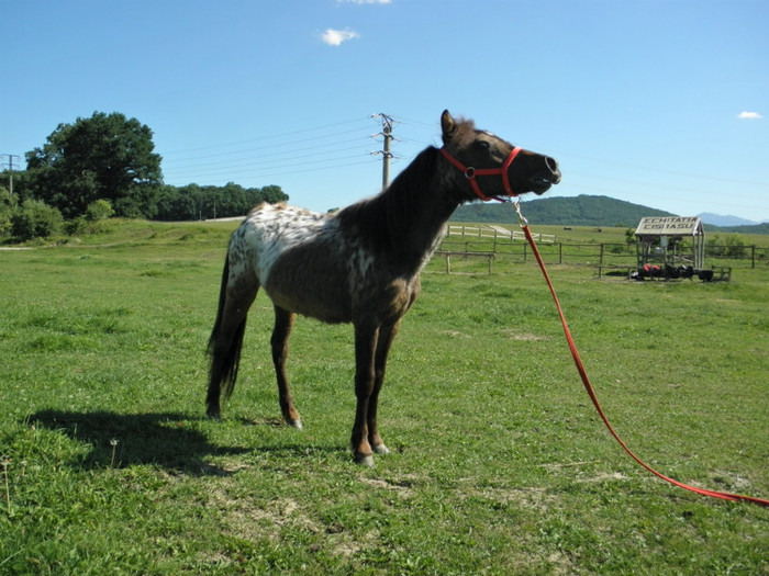 poza 095