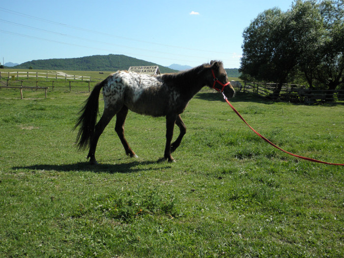 poza 098