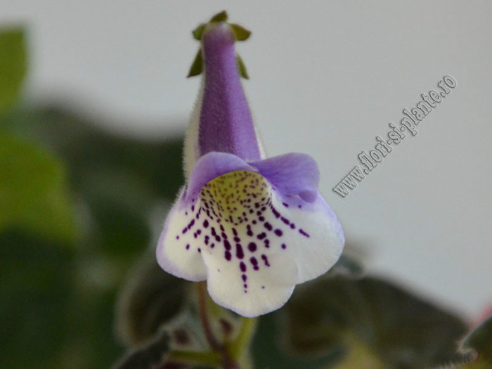 Sinningia Cindy-Ella - GLOXINIA _ SINNINGIA