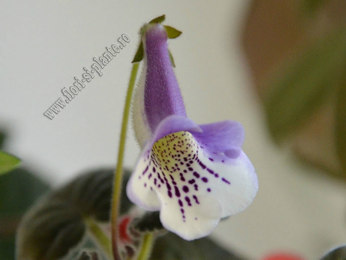 Sinningia Cindy-Ella - GLOXINIA _ SINNINGIA