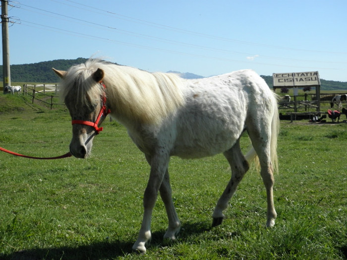 poza 150 - VANZARI PONEI 2