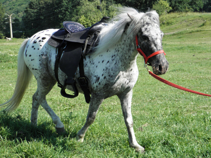 poza 182 - VANZARI PONEI 2