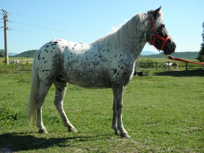 poza 188