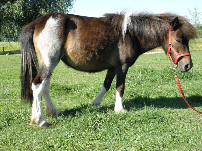 poza 240