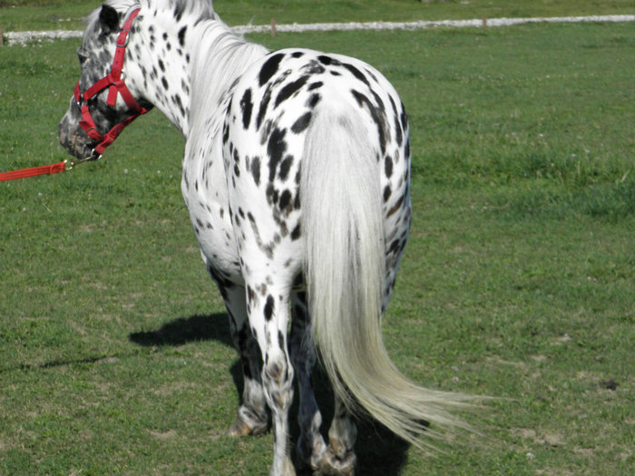 poza 279