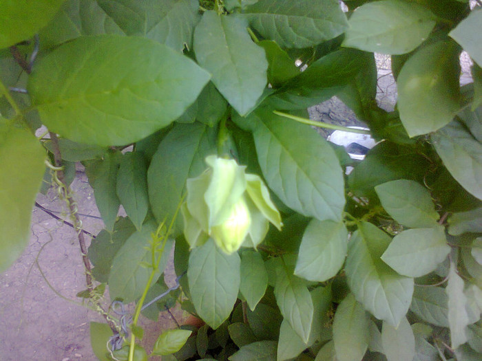 Cobaea - A-Flori 2012