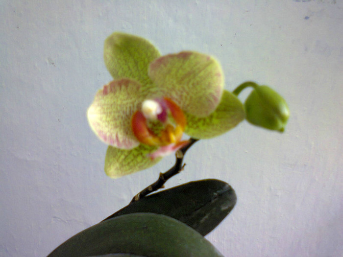  - A-Flori 2012