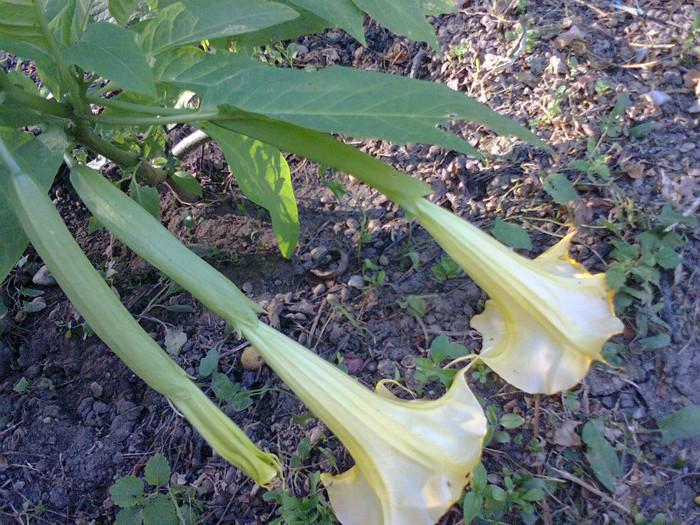  - A-Flori 2012