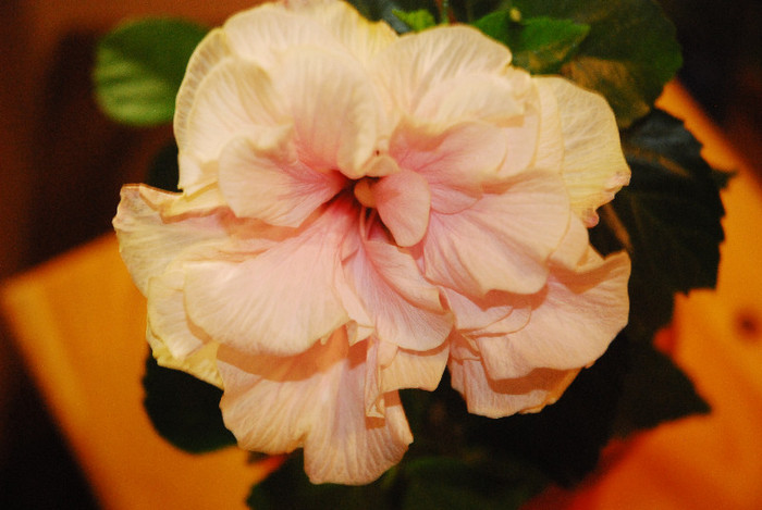 DSC_0008 - 2012-HIBISCUS