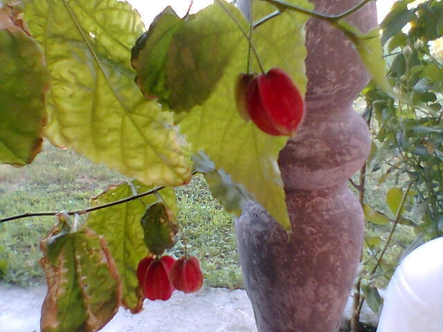 astept sa infloreasca - abutilon