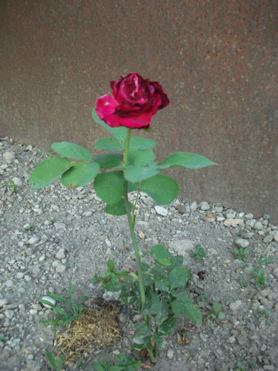 Picture 181 - Trandafiri
