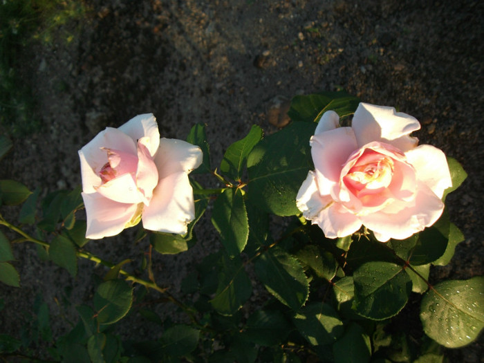Picture 184 - Trandafiri