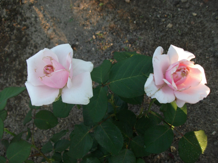 Picture 185 - Trandafiri