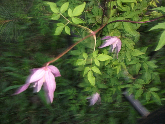 DSCF1673 - CLEMATIS 2012