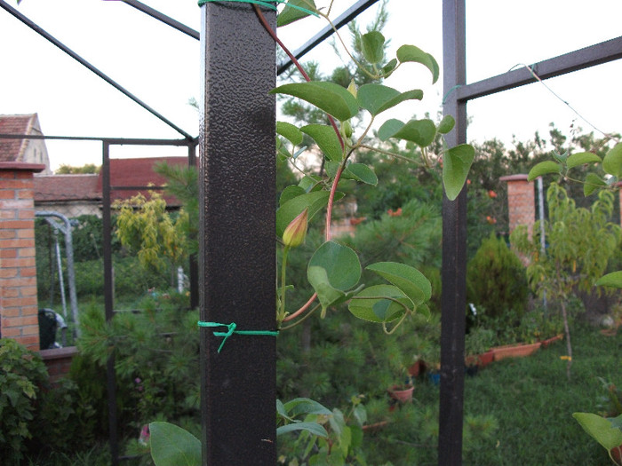 boboc Sir Trevor Lawrence - CLEMATIS 2012