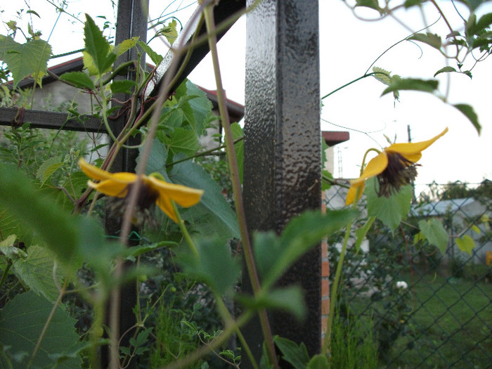 Golden tiara - CLEMATIS 2012