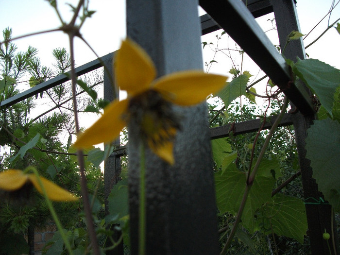 Golden tiara - CLEMATIS 2012