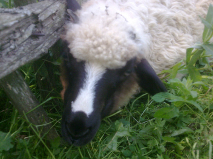 Imagine031 - mieii mei 2012