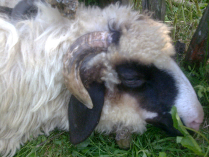 Imagine034 - mieii mei 2012