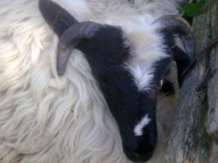 Imagine038 - mieii mei 2012