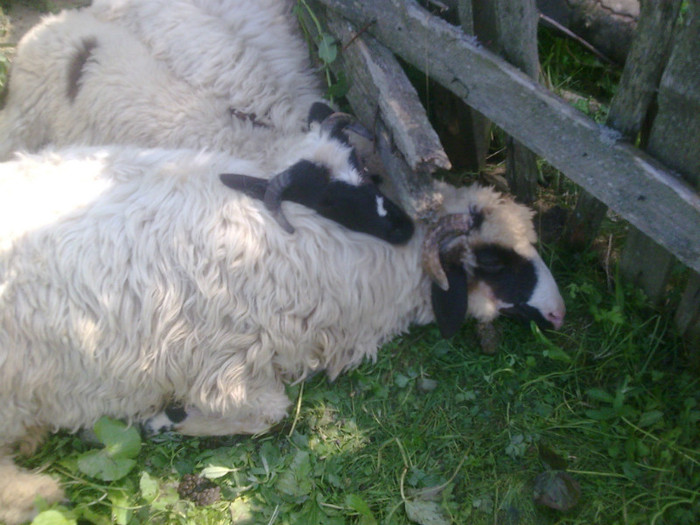 Imagine039 - mieii mei 2012