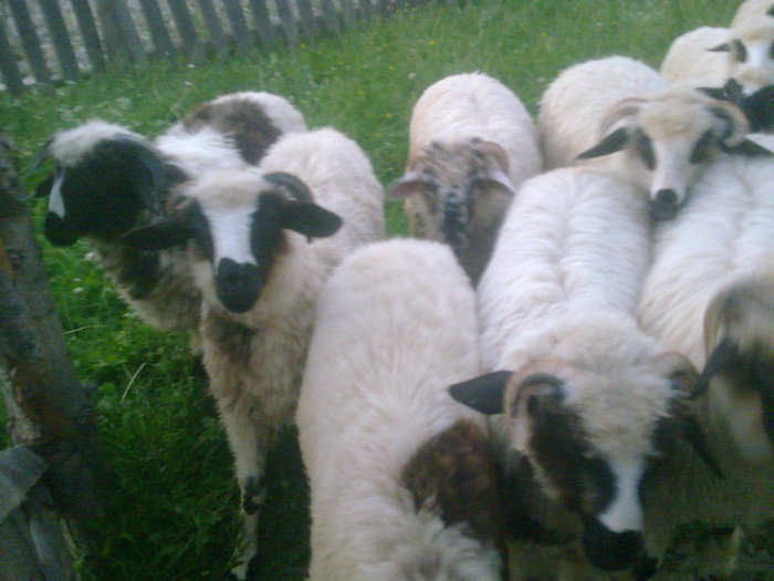 r@LuTzIc@074 - mieii mei 2012