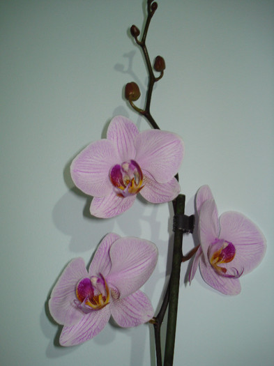 DSC03550 - ORHIDEE 2010 - 2014