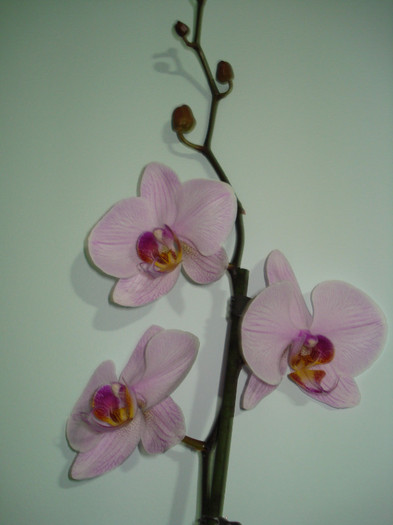 DSC03553 - ORHIDEE 2010 - 2014