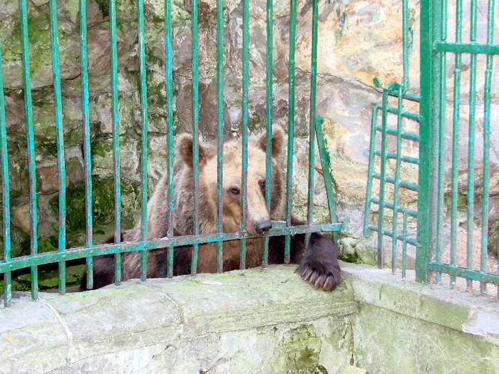 Gradina zoologica P. Neamt