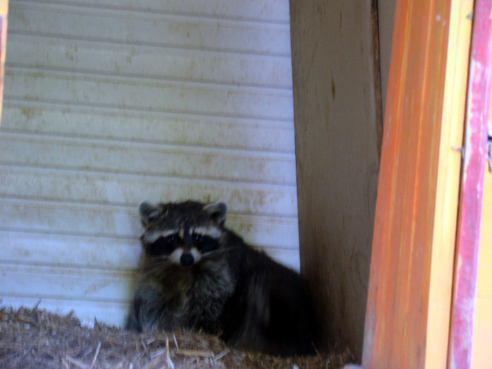 Gradina zoologica P. Neamt