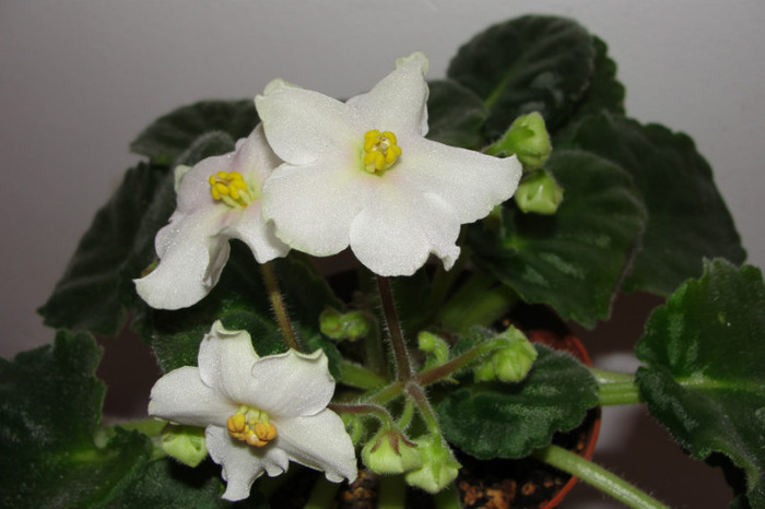 sanpaulia Golden Autumn