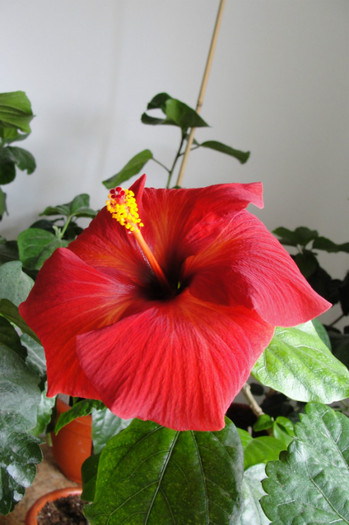  - B-hibiscus de la Gommer 2012