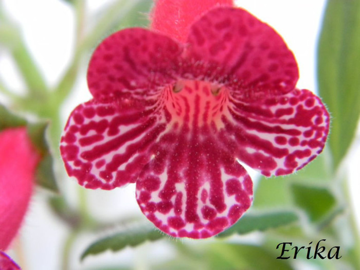 Blizzards Lady in Red 19-06-2012