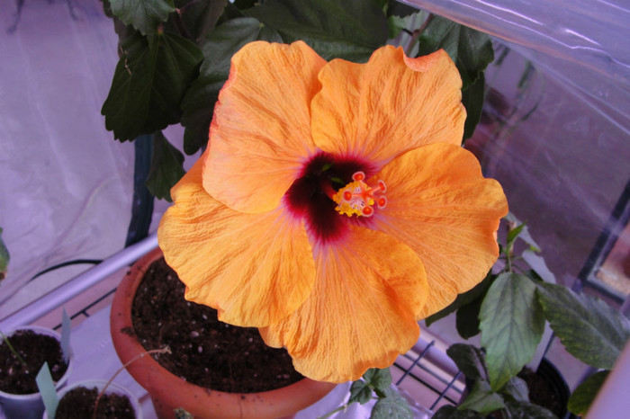  - B-hibiscus-2012 2
