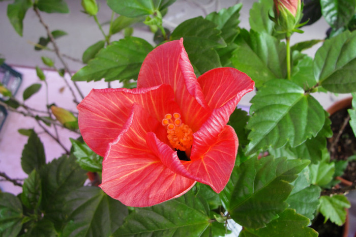 no name - B-hibiscus-2012 2
