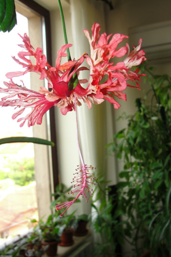 07.06.12 - B-hibiscus-2012 2