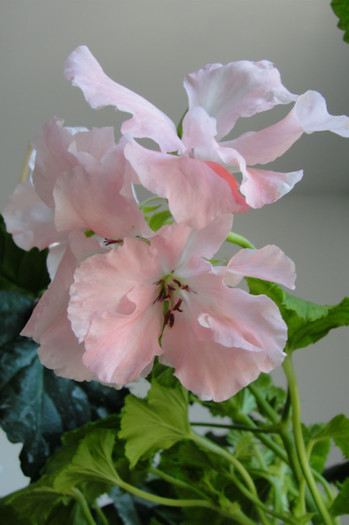  - B-Pelargoniums