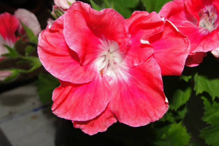  - B-Pelargoniums